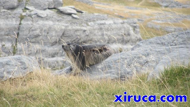 Marmotas cerca del Cuello de Góriz