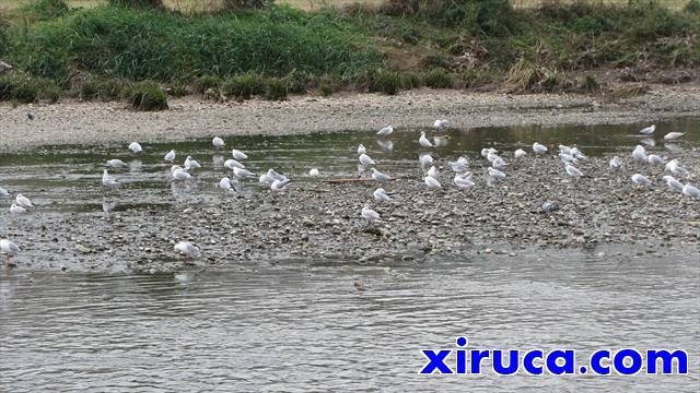 Aves en el Rio Besòs