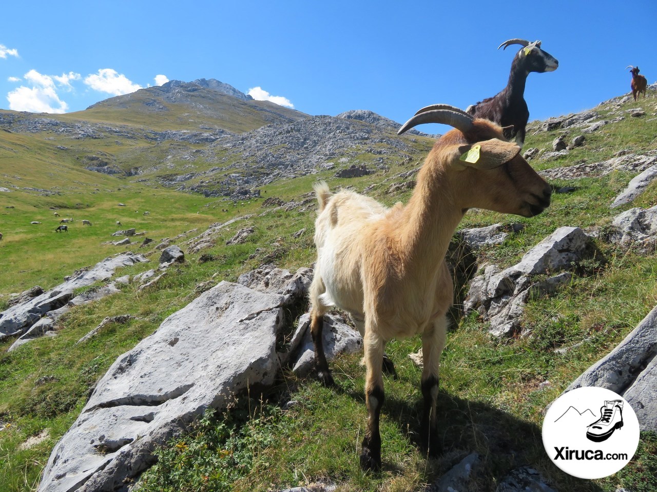 Cabras en la Majada de las Moñas