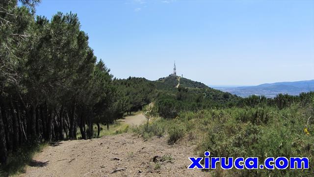 Pinos en el camino a Sant Pere Màrtir