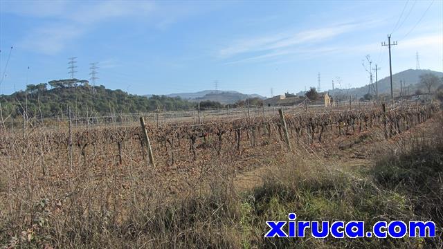 Viñas camino de Sant Cebrià