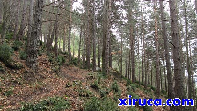 Bosques perennifolios subiendo a la Collada Grossa