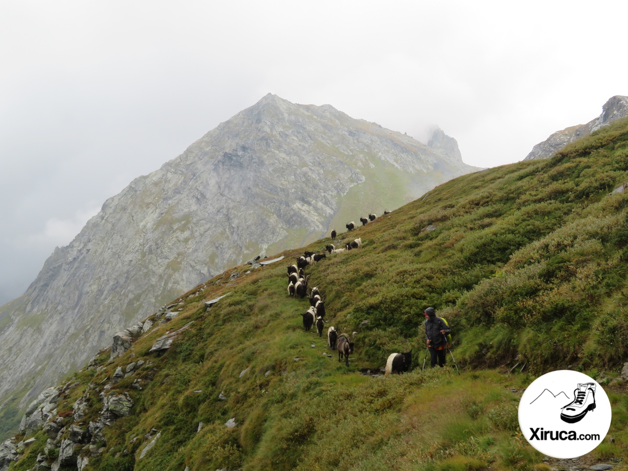 Hilera de cabras junto al Grauhorn