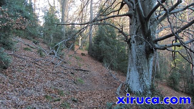 Bosque camino del Sobrepuny