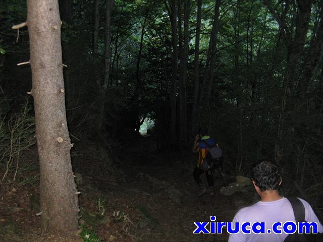 Frondoso bosque cerca del Valle de Bujaruelo