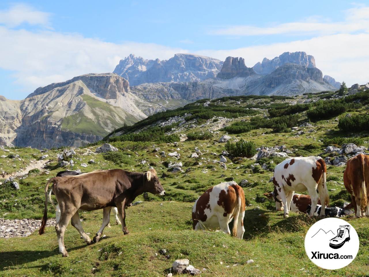 Vacas en Langalm