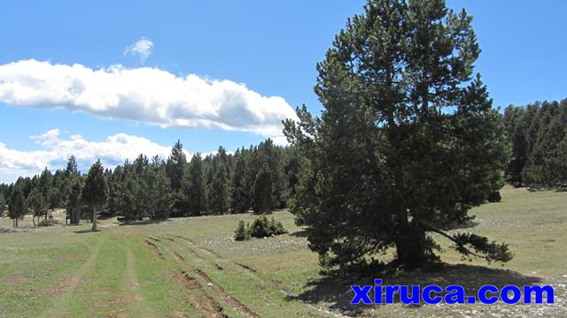 Bosques y prados llegando al Xalet de la Bòfia