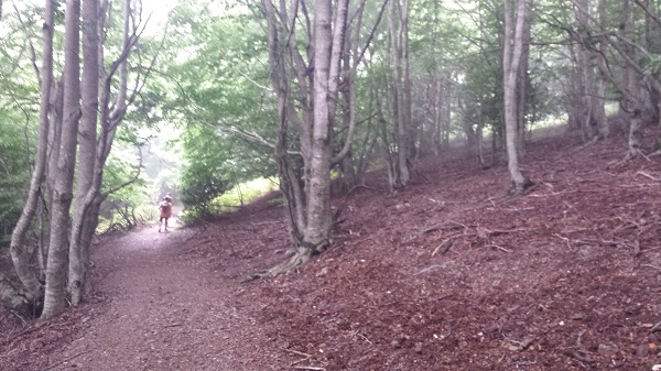 Bosque del Montseny