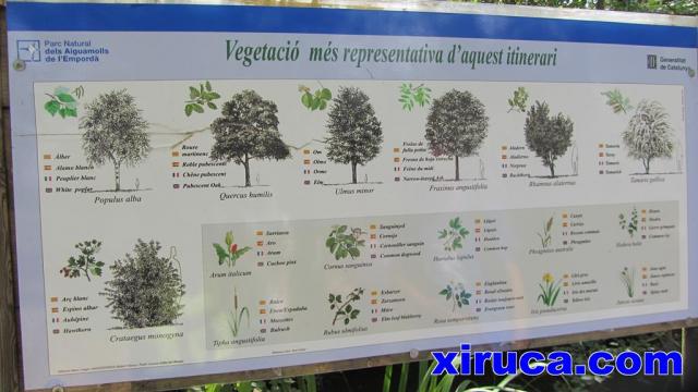 Especies vegetales de Aiguamolls de l'Empordà