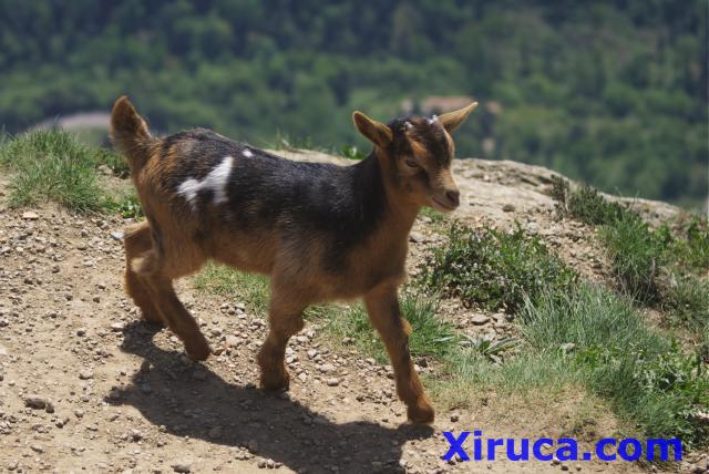 Cabrito en el Puigsacalm