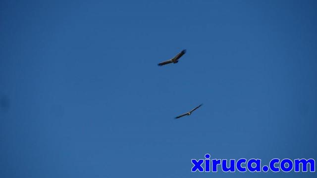 Buitres leonados en vuelo