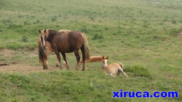 Caballos en el Pla de la Lleona