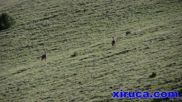 Corzos en el camino al Puig Cerverís