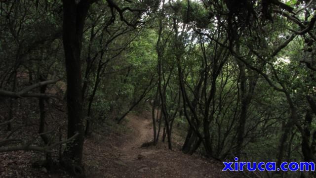 Bosques de Collserola