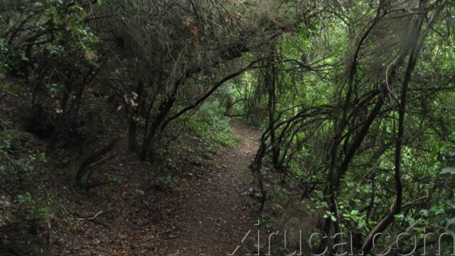 Senderos de Collserola