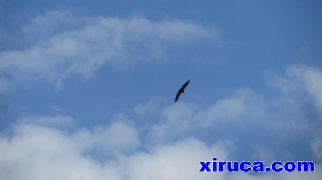 Buitre leonado en vuelo