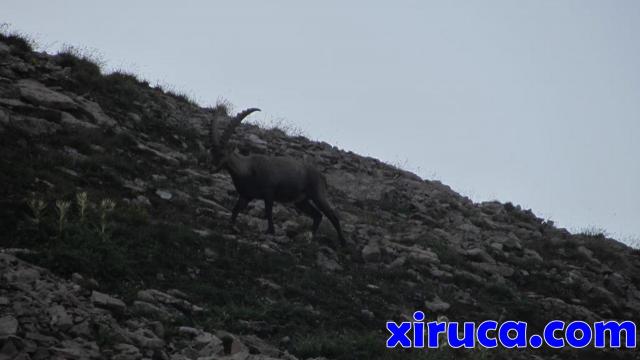 Bucardo en Los Alpes