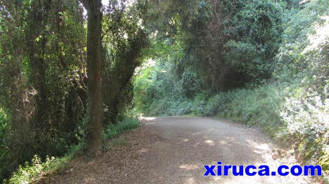 Bosques en las proximidades del Turó de Montcada