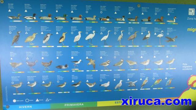 Aves en Aiguamolls de l'Empordà