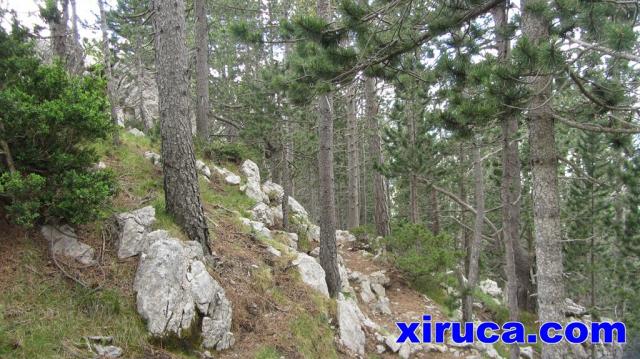 Bosques bajando a Gósol