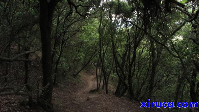 Bosques de Collserola