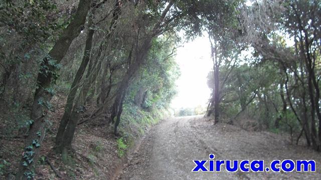 Bosques rodeando el Turó de Montcada