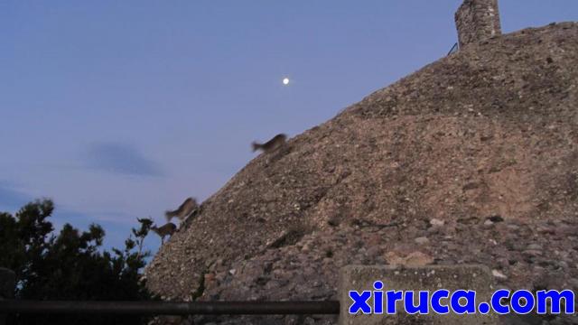 Rebecos en Sant Jeroni